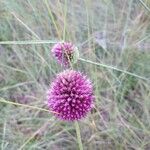 Allium sphaerocephalum Cvet