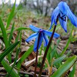 Scilla siberica Habit