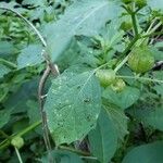 Physalis angulata Blad