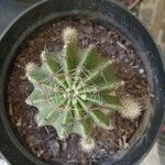 Echinopsis eyriesii Листок