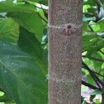 Ficus sur Bark