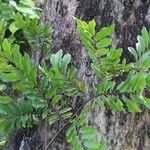 Diospyros mweroensis Leaf