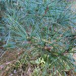 Pinus koraiensis 葉