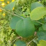 Amelanchier alnifolia पत्ता