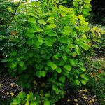 Cotinus coggygria Habit