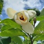 Magnolia × wieseneri