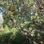 Sorbus aria Fruit