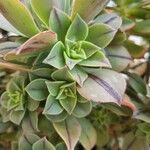 Aeonium leucoblepharum برگ