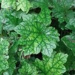 Tellima grandiflora Leaf