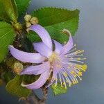 Grewia similis Flower