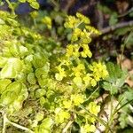 Chrysosplenium oppositifolium Habitat