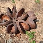 Sterculia foetida Fruit