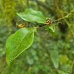 Peddiea africana Blatt