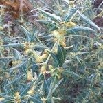 Xanthium spinosum 果實