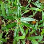 Impatiens rosea