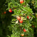 Lycium ferocissimum Leaf