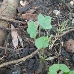 Passiflora lutea Leaf