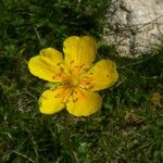 Potentilla pyrenaica Flower