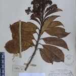 Photinia integrifolia Altro