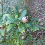 Crataegus germanicaFuelha