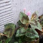 Persicaria capitata Цвят