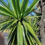 Yucca giganteaLeaf