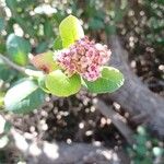 Rhus integrifolia Blomma