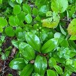 Clintonia borealis ᱥᱟᱠᱟᱢ