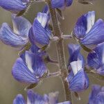 Lupinus hillii Flower