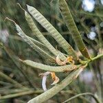 Spartium junceum Fruit