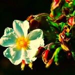 Cistus monspeliensis Flors