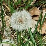 Taraxacum dissectum Плод