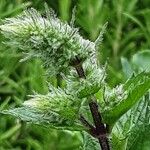 Mentha × piperita Blüte