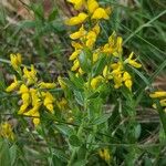 Genista germanica Blad