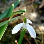 Galanthus plicatus 花