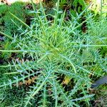 Ptilostemon diacanthus Plante entière