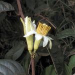 Passiflora candida