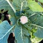 Brassica oleraceaফুল