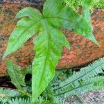 Tectaria trifoliata Leaf