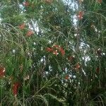 Melaleuca viminalis Cvet