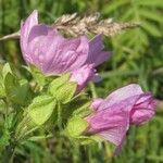 Malva alcea Flower