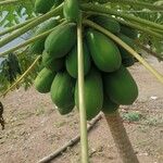 Carica papaya फल