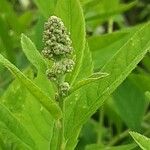 Spiraea salicifolia 花
