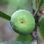 Ficus cyathistipula Frucht
