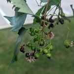 Crataegus phaenopyrum Plod