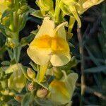 Linaria vulgarisBlomst