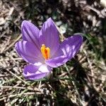 Crocus corsicus Flower