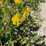 Trigonella esculenta Çiçek
