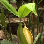 Cyclanthus bipartitus 花