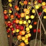 Ficus racemigera Fruit